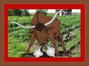 Bull_in_Plot_flat_dbl_matt